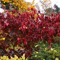 Euonymus hamiltonianus var.yedoensis automne P1A